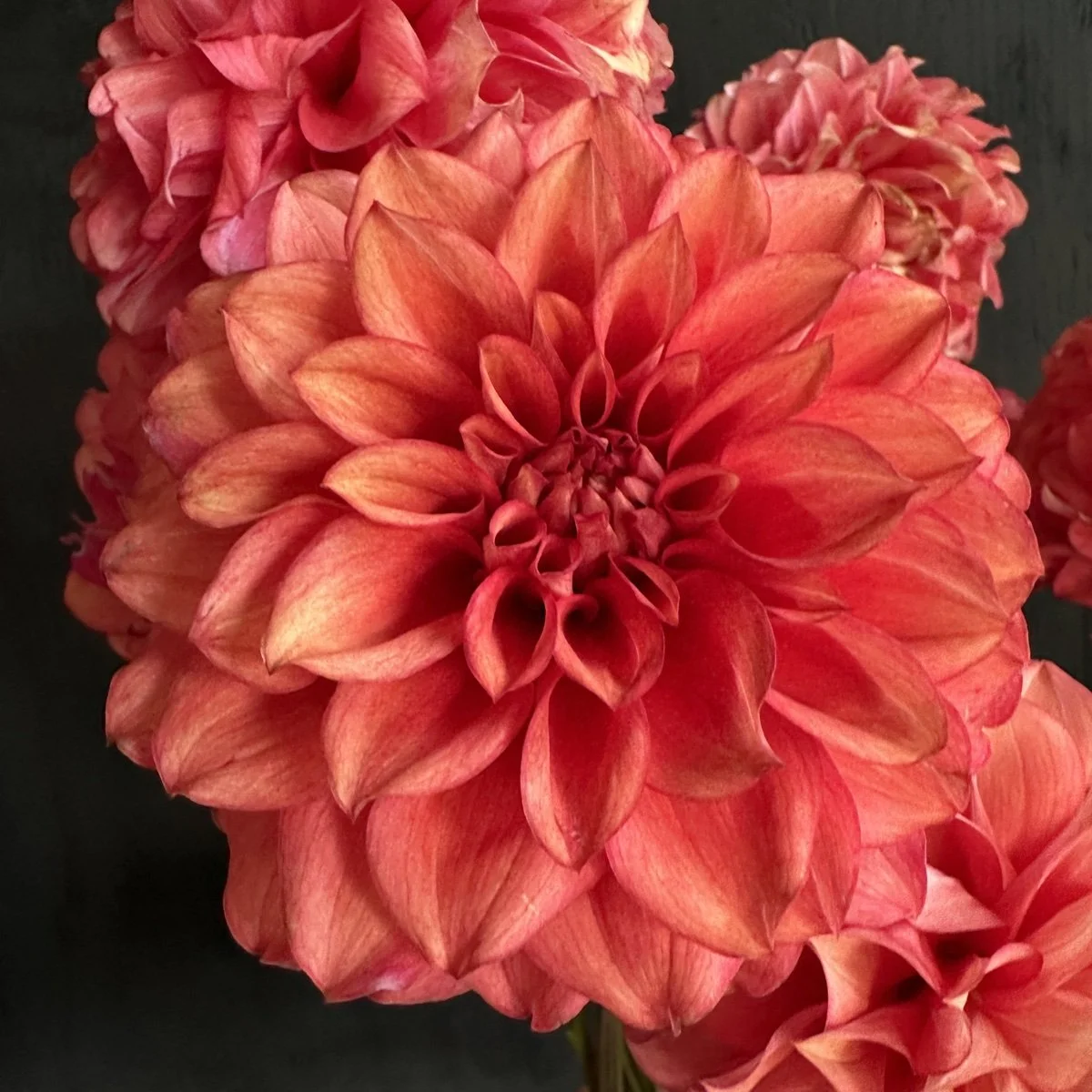 その他 DAHLIA Gabbie's Wish Dahlia Tuber – Happy Hollow Farm